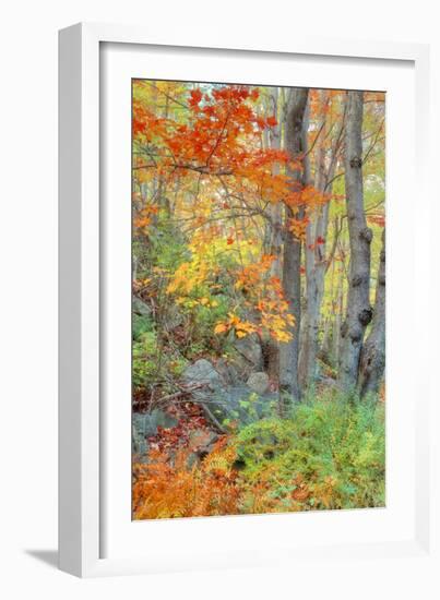 An Array of Fall Color, Maine Coast, New England-Vincent James-Framed Photographic Print