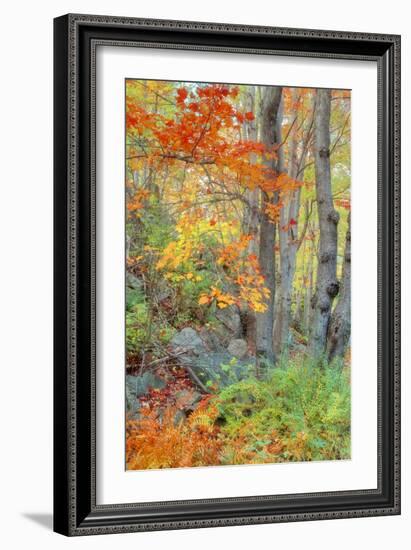 An Array of Fall Color, Maine Coast, New England-Vincent James-Framed Photographic Print