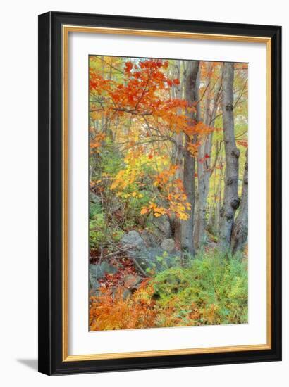 An Array of Fall Color, Maine Coast, New England-Vincent James-Framed Photographic Print