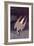 An Artic Tern, 1833-John James Audubon-Framed Giclee Print