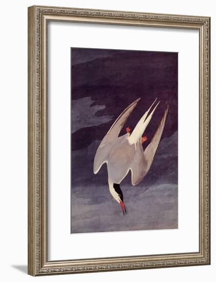 An Artic Tern, 1833-John James Audubon-Framed Giclee Print