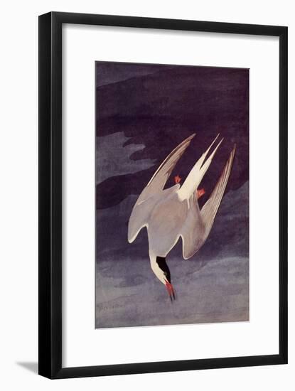 An Artic Tern, 1833-John James Audubon-Framed Giclee Print