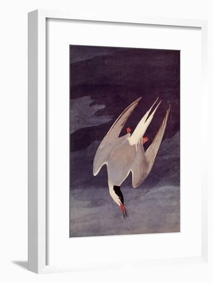 An Artic Tern, 1833-John James Audubon-Framed Giclee Print