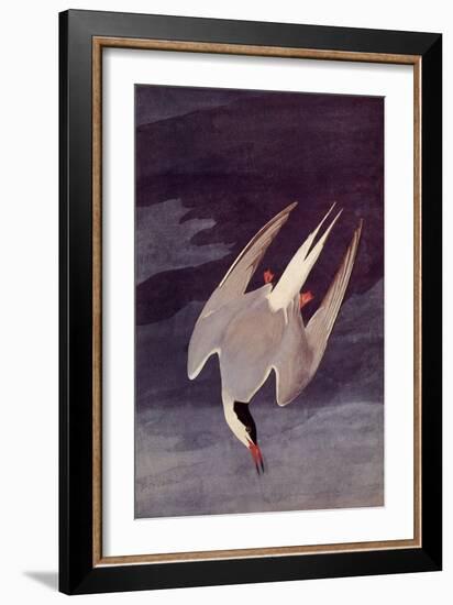 An Artic Tern, 1833-John James Audubon-Framed Giclee Print