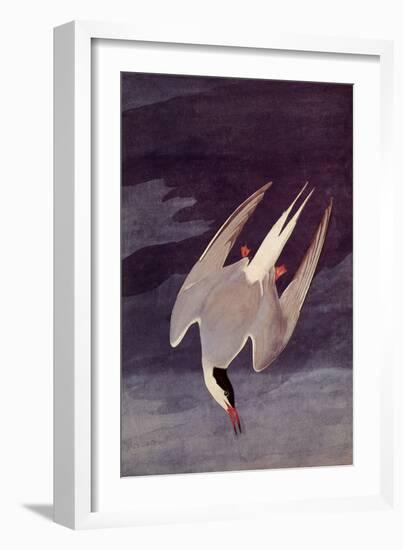 An Artic Tern, 1833-John James Audubon-Framed Giclee Print