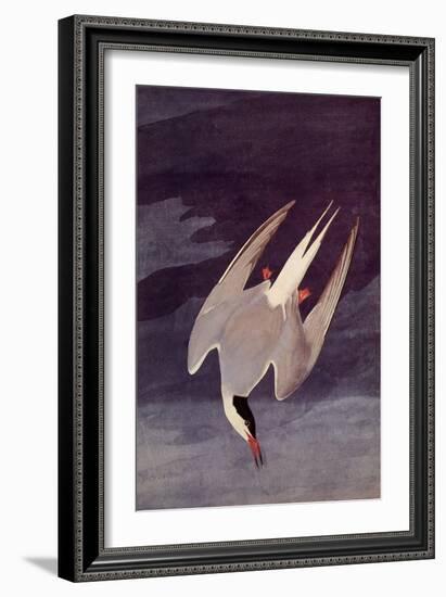 An Artic Tern, 1833-John James Audubon-Framed Giclee Print