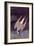 An Artic Tern, 1833-John James Audubon-Framed Giclee Print