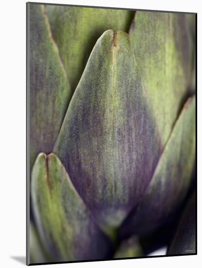 An Artichoke-Herbert Lehmann-Mounted Photographic Print