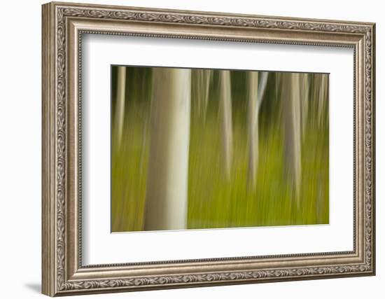 An artistic blur image of aspen trees.-Brenda Tharp-Framed Photographic Print