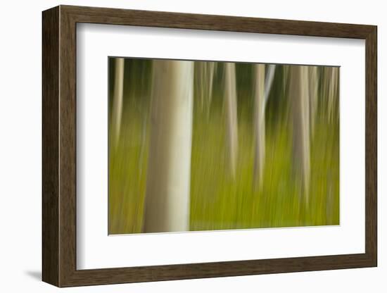 An artistic blur image of aspen trees.-Brenda Tharp-Framed Photographic Print