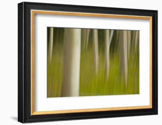 An artistic blur image of aspen trees.-Brenda Tharp-Framed Photographic Print