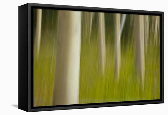 An artistic blur image of aspen trees.-Brenda Tharp-Framed Premier Image Canvas