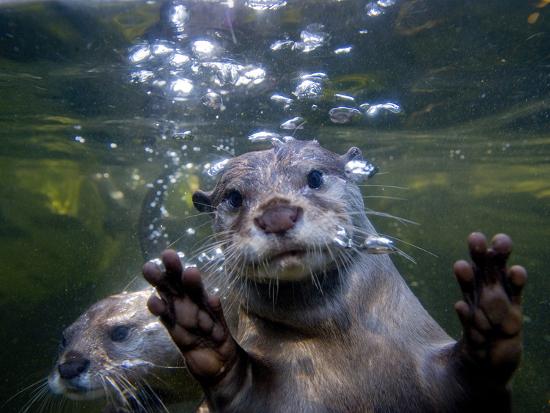 An Asian or Oriental Small-Clawed Otter, Aonyx Cinerea, Swimming ...