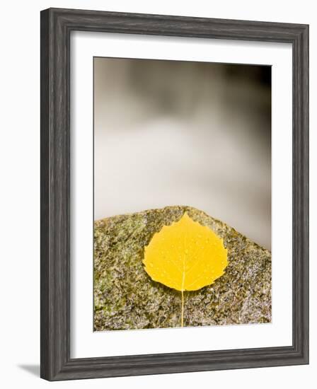 An aspen leaf next to a stream in a Forest in Grafton, New Hampshire, USA-Jerry & Marcy Monkman-Framed Photographic Print