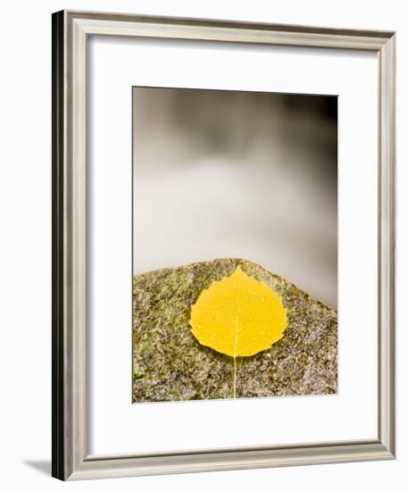 An aspen leaf next to a stream in a Forest in Grafton, New Hampshire, USA-Jerry & Marcy Monkman-Framed Photographic Print