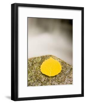 An aspen leaf next to a stream in a Forest in Grafton, New Hampshire, USA-Jerry & Marcy Monkman-Framed Photographic Print