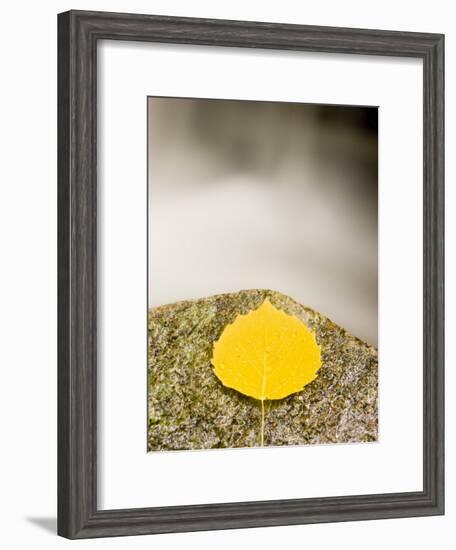 An aspen leaf next to a stream in a Forest in Grafton, New Hampshire, USA-Jerry & Marcy Monkman-Framed Photographic Print