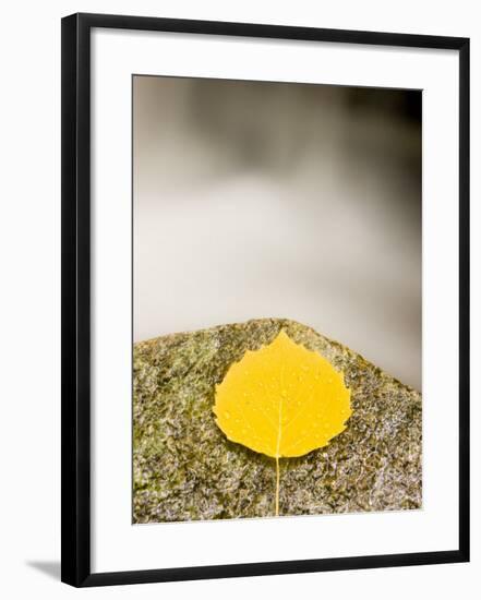An aspen leaf next to a stream in a Forest in Grafton, New Hampshire, USA-Jerry & Marcy Monkman-Framed Photographic Print