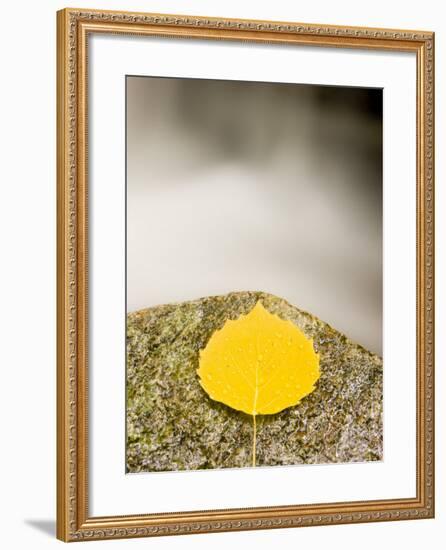 An aspen leaf next to a stream in a Forest in Grafton, New Hampshire, USA-Jerry & Marcy Monkman-Framed Photographic Print