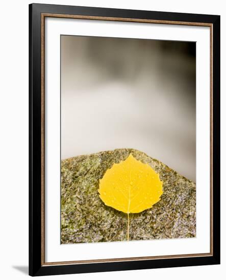 An aspen leaf next to a stream in a Forest in Grafton, New Hampshire, USA-Jerry & Marcy Monkman-Framed Photographic Print