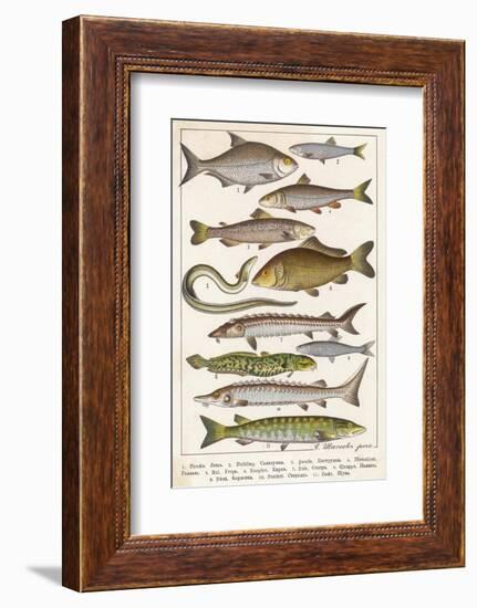 An Assortment of Fish-null-Framed Photographic Print