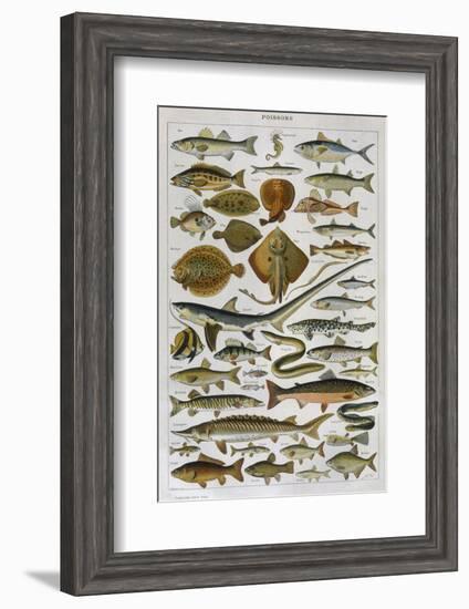 An Assortment of Fish-null-Framed Photographic Print