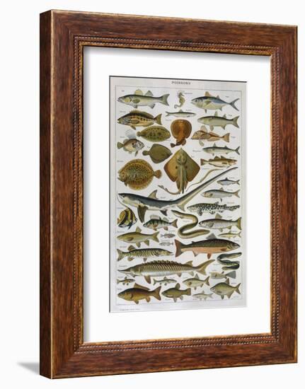 An Assortment of Fish-null-Framed Photographic Print