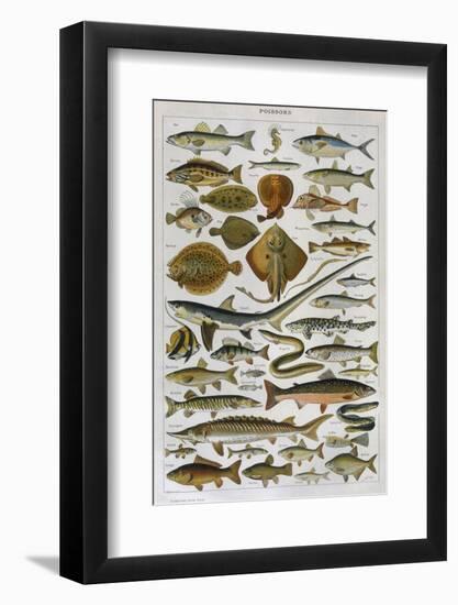 An Assortment of Fish-null-Framed Photographic Print