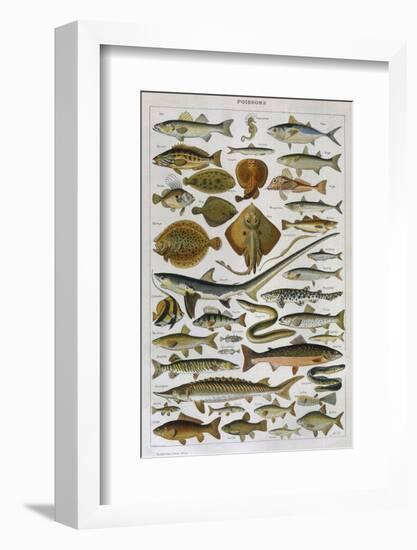 An Assortment of Fish-null-Framed Photographic Print