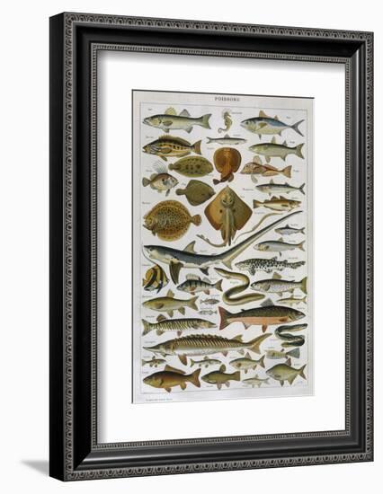 An Assortment of Fish-null-Framed Photographic Print