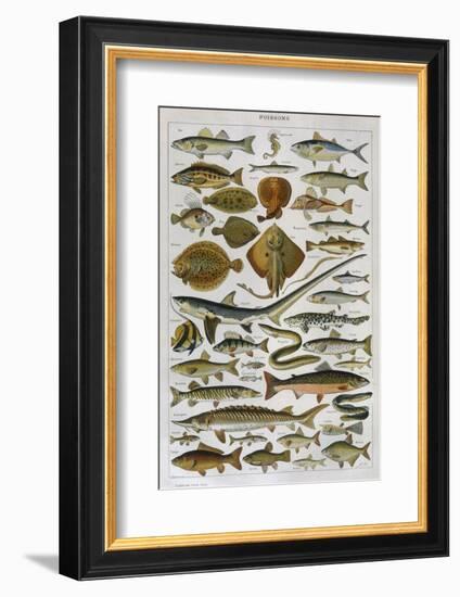 An Assortment of Fish-null-Framed Photographic Print