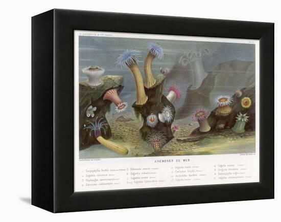 An Assortment of Sea Anemones-P. Lackerbauer-Framed Stretched Canvas