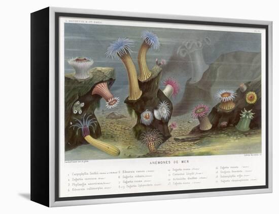 An Assortment of Sea Anemones-P. Lackerbauer-Framed Stretched Canvas
