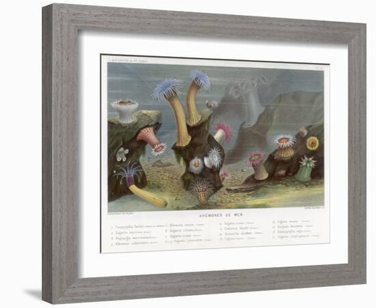 An Assortment of Sea Anemones-P. Lackerbauer-Framed Art Print