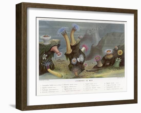 An Assortment of Sea Anemones-P. Lackerbauer-Framed Art Print