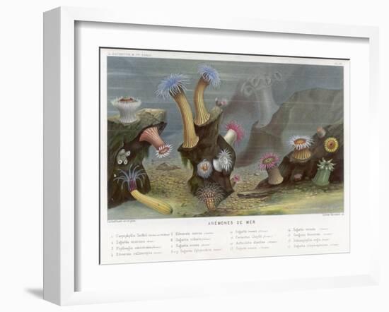 An Assortment of Sea Anemones-P. Lackerbauer-Framed Art Print