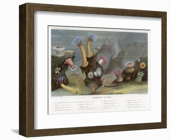 An Assortment of Sea Anemones-P. Lackerbauer-Framed Premium Giclee Print