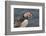 An Atlantic Puffin (Fratercula arctica), carrying sand eels, Staple Island, Farne Islands-Nigel Hicks-Framed Photographic Print