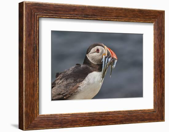 An Atlantic Puffin (Fratercula arctica), carrying sand eels, Staple Island, Farne Islands-Nigel Hicks-Framed Photographic Print