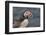 An Atlantic Puffin (Fratercula arctica), carrying sand eels, Staple Island, Farne Islands-Nigel Hicks-Framed Photographic Print