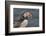 An Atlantic Puffin (Fratercula arctica), carrying sand eels, Staple Island, Farne Islands-Nigel Hicks-Framed Photographic Print