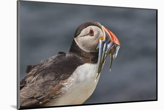 An Atlantic Puffin (Fratercula arctica), carrying sand eels, Staple Island, Farne Islands-Nigel Hicks-Mounted Photographic Print