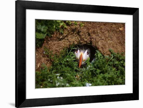 An Atlantic Puffin peers out from its burrow on Skomer Island, Wales, United Kingdom, Europe-David Rocaberti-Framed Photographic Print