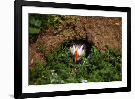 An Atlantic Puffin peers out from its burrow on Skomer Island, Wales, United Kingdom, Europe-David Rocaberti-Framed Photographic Print