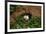 An Atlantic Puffin peers out from its burrow on Skomer Island, Wales, United Kingdom, Europe-David Rocaberti-Framed Photographic Print