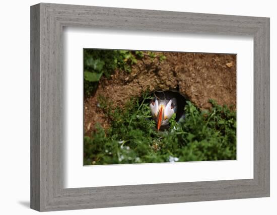 An Atlantic Puffin peers out from its burrow on Skomer Island, Wales, United Kingdom, Europe-David Rocaberti-Framed Photographic Print