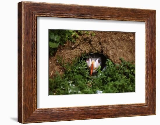 An Atlantic Puffin peers out from its burrow on Skomer Island, Wales, United Kingdom, Europe-David Rocaberti-Framed Photographic Print