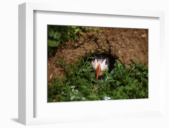 An Atlantic Puffin peers out from its burrow on Skomer Island, Wales, United Kingdom, Europe-David Rocaberti-Framed Photographic Print