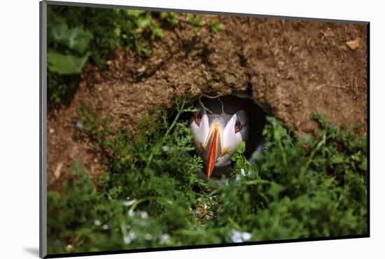 An Atlantic Puffin peers out from its burrow on Skomer Island, Wales, United Kingdom, Europe-David Rocaberti-Mounted Photographic Print