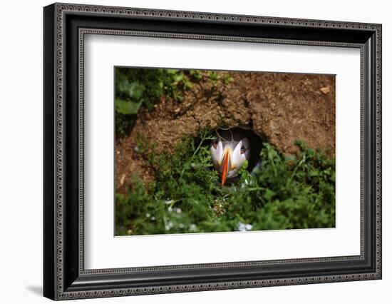 An Atlantic Puffin peers out from its burrow on Skomer Island, Wales, United Kingdom, Europe-David Rocaberti-Framed Photographic Print